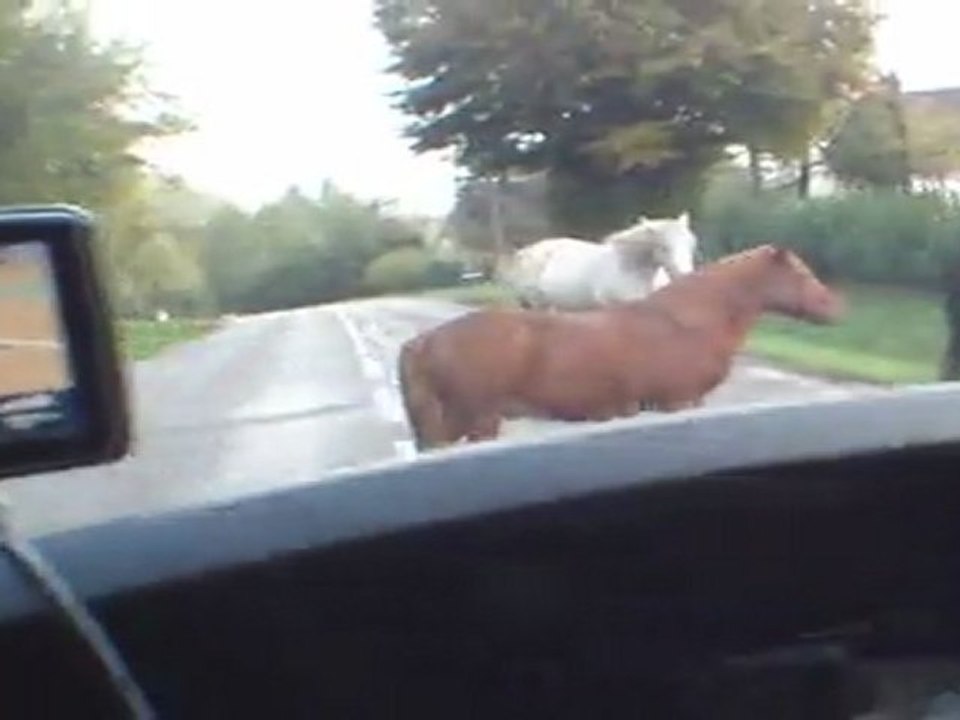 13/10/2011 - Chevaux sur D16 au Pré Besson (70)