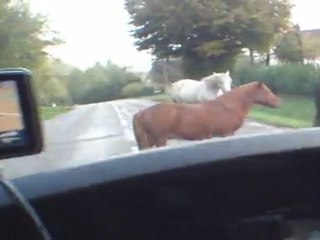 13/10/2011 - Chevaux sur D16 au Pré Besson (70)