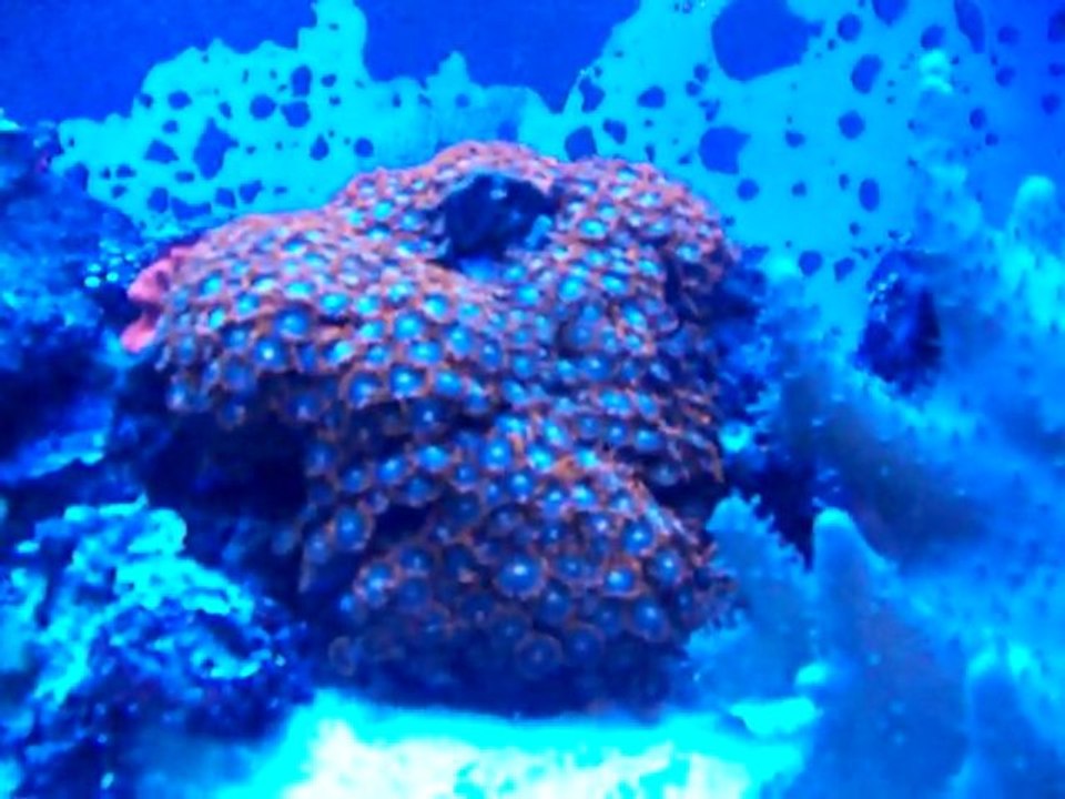 AQUARIUM RECIFAL 900 LITRES