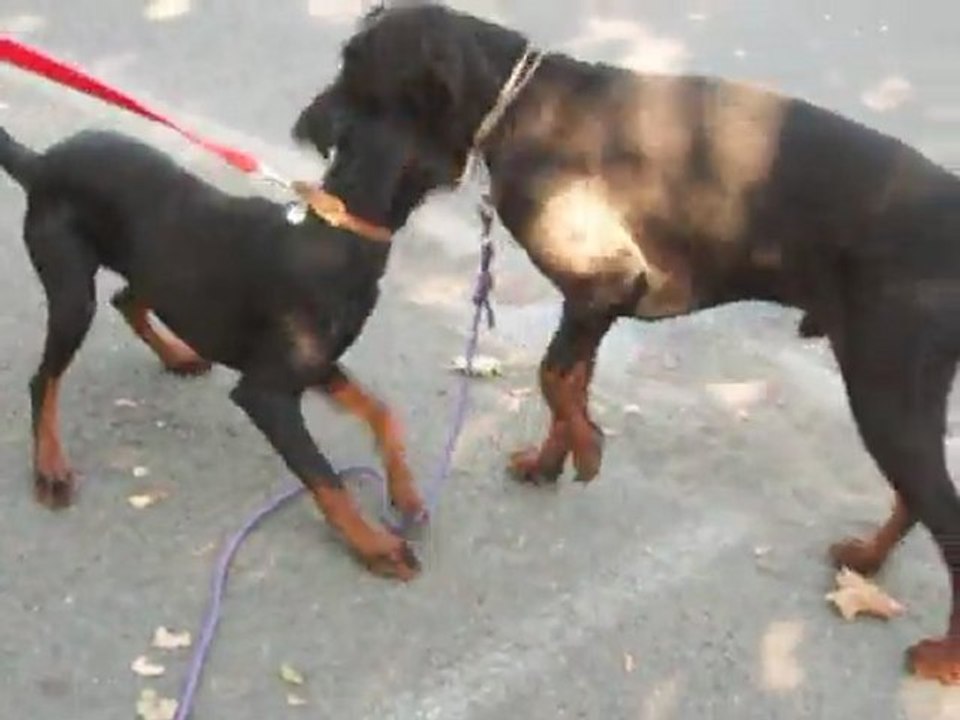ESMIR & GRYSKA