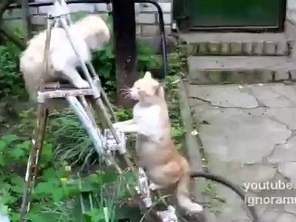 Kampf um eine Leiter