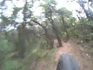Collias monotrace 2
