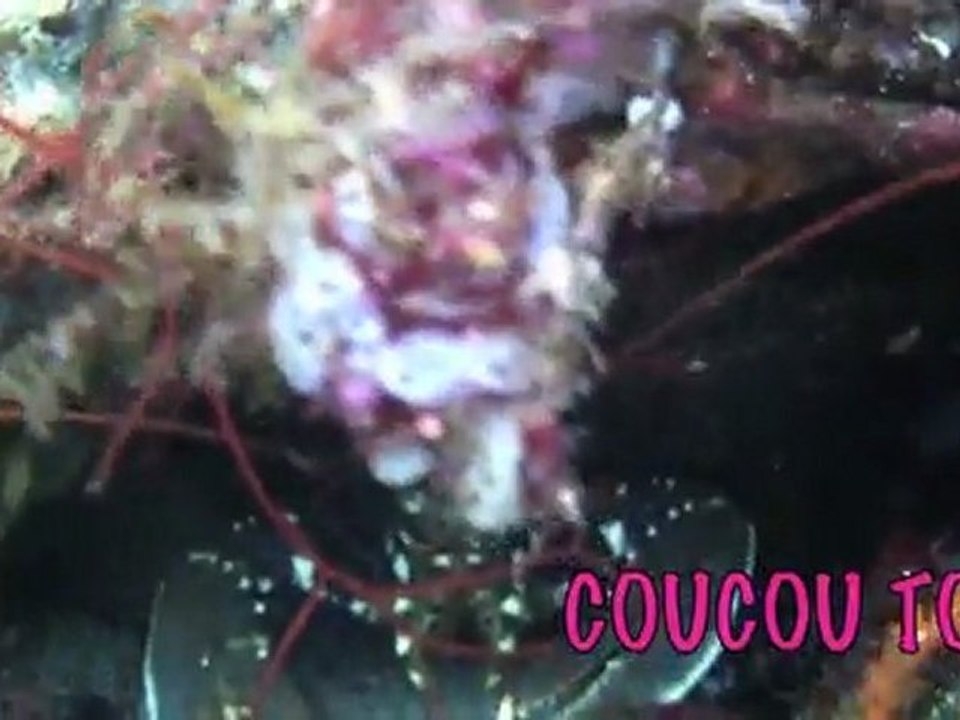 Compil Chasse sous-marine Lorient deno 2011