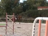 Twisky travail au galop 3