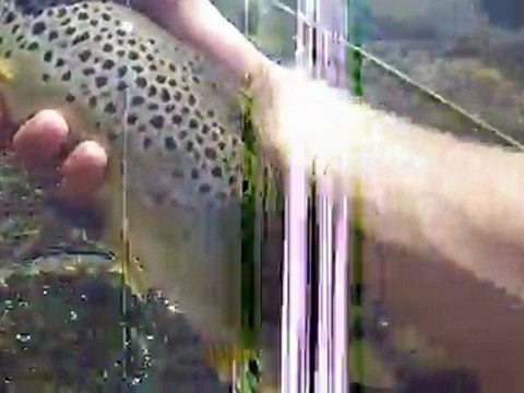 Truite fario le 15/10/11 en 2eme à la mouche ;-)