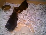 Chiots qui se disputent pour un bout de papier bleu - Puppies fighting for a blue paper strip