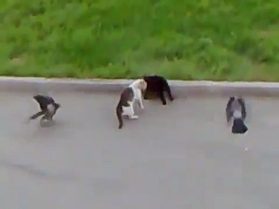 Batailles 2 Chats +2 Oiseaux Kamikazes - Battles 2 Cats +2 Kamikaze Birds