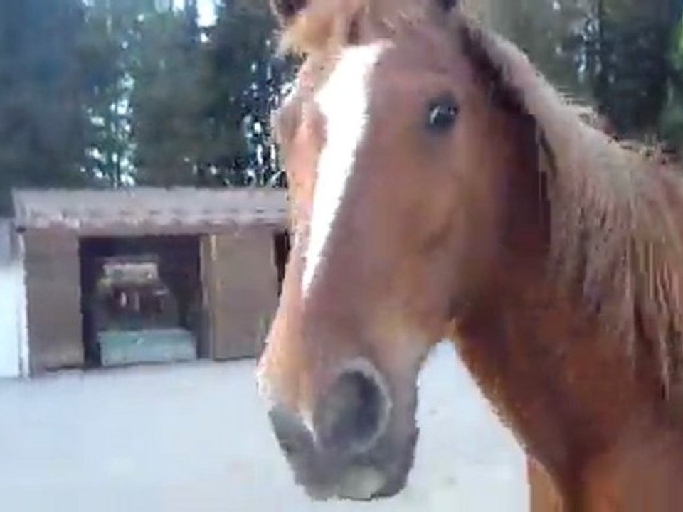 Balade en liberté a pied avec Luna