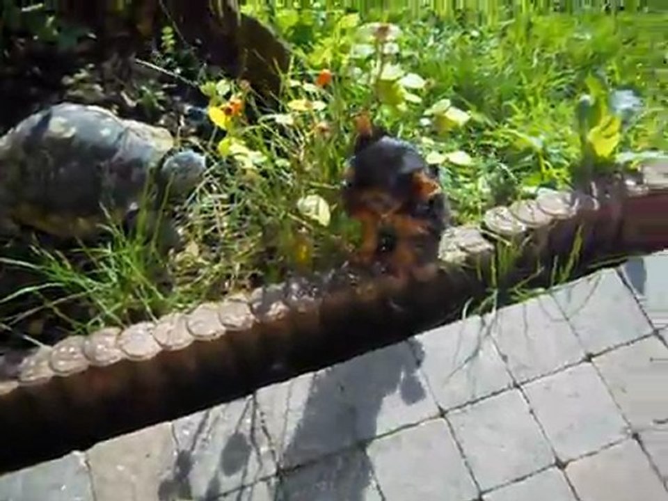 guss au jardin