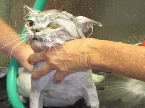 Clt Pet Boarding Feline Fabulous Cat Grooming & Boarding