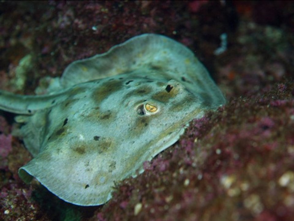 Best saltwater fish website! Best saltwater fish for beginners only from www.petsupplywharehouse.com