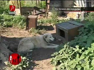 Schimb de mame sezon 14 episod 2 P1