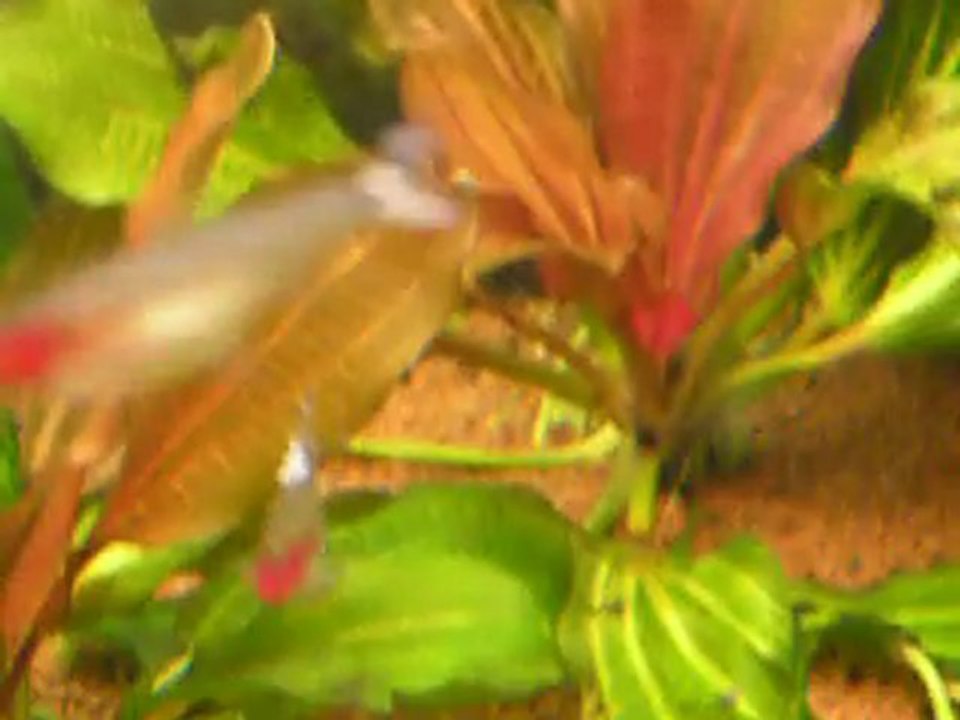 PA090226