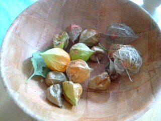 Récupérer les graines de Physalis