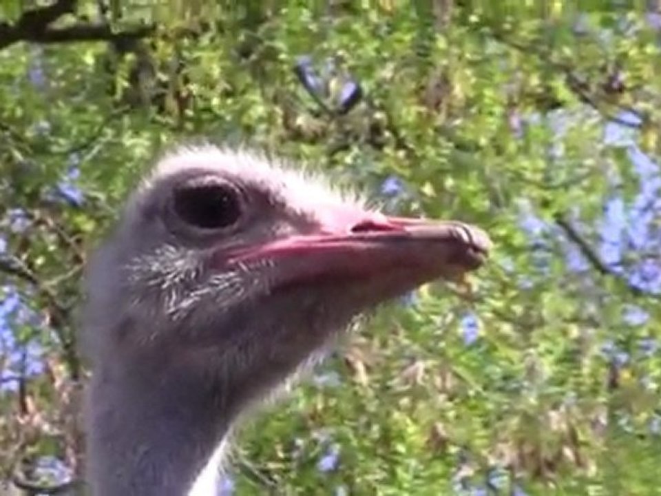 jardin aux oiseaux a upie 16.10.2011 2