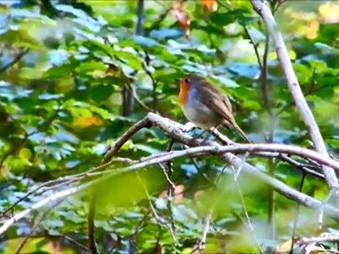 Un week end d'images à la Chartre sur le Loir