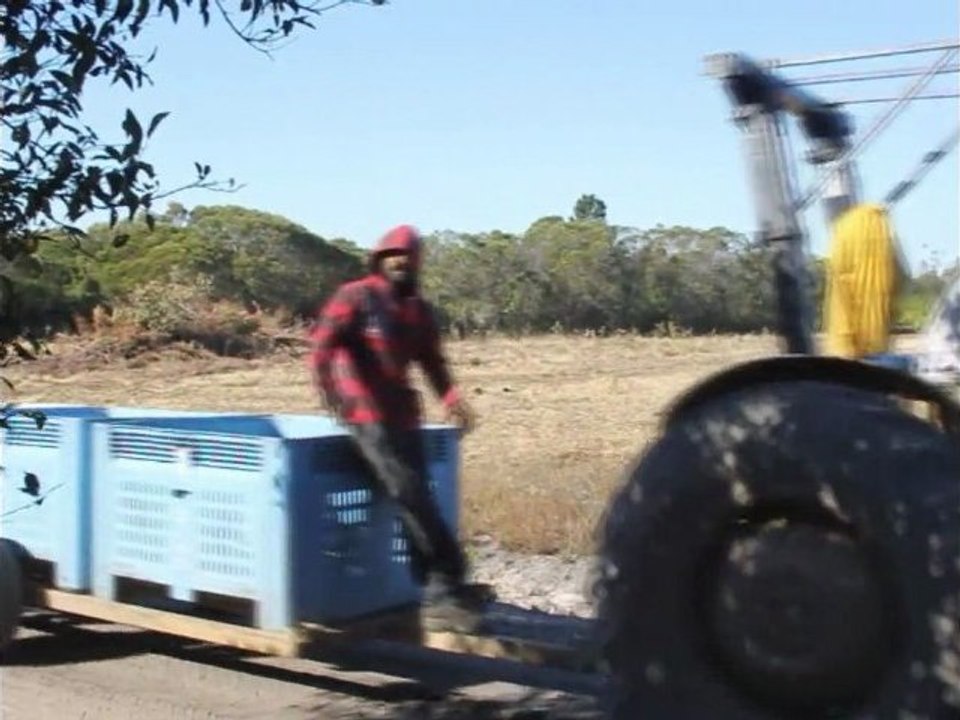 fruit picking