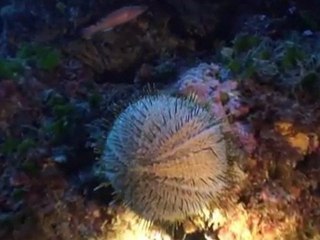 buceo (diving video)