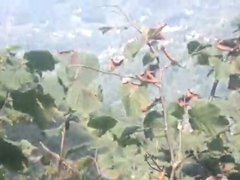 fındık toplayan insanların işi gercekten cok zor bu hava güzeldi ama birde yagmurda toplayın nasıl olur elleriniz tutmaz olur cok soğukkkk