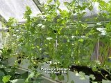 Sustainable Greenhouse Vegetable Harvest Log  - Urban Food Farms