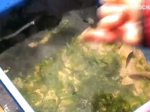 Poissons contre algues vertes en Bretagne