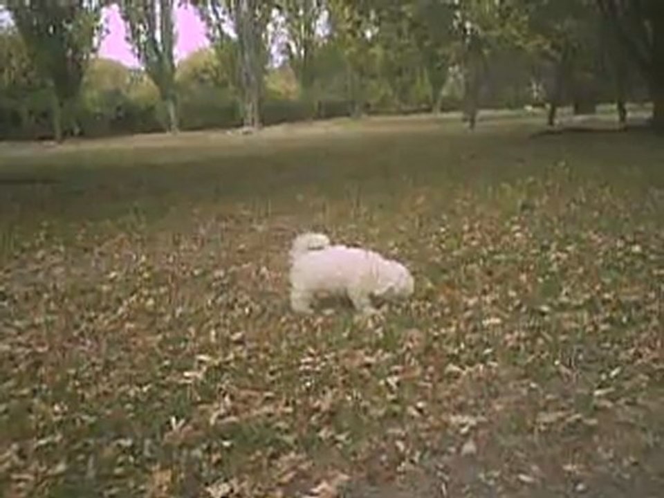 chiots bichon frisé 2,5 mois