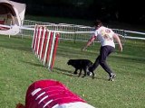 Taïga Epagneul breton concours agility sarreguemines 2011 GPF