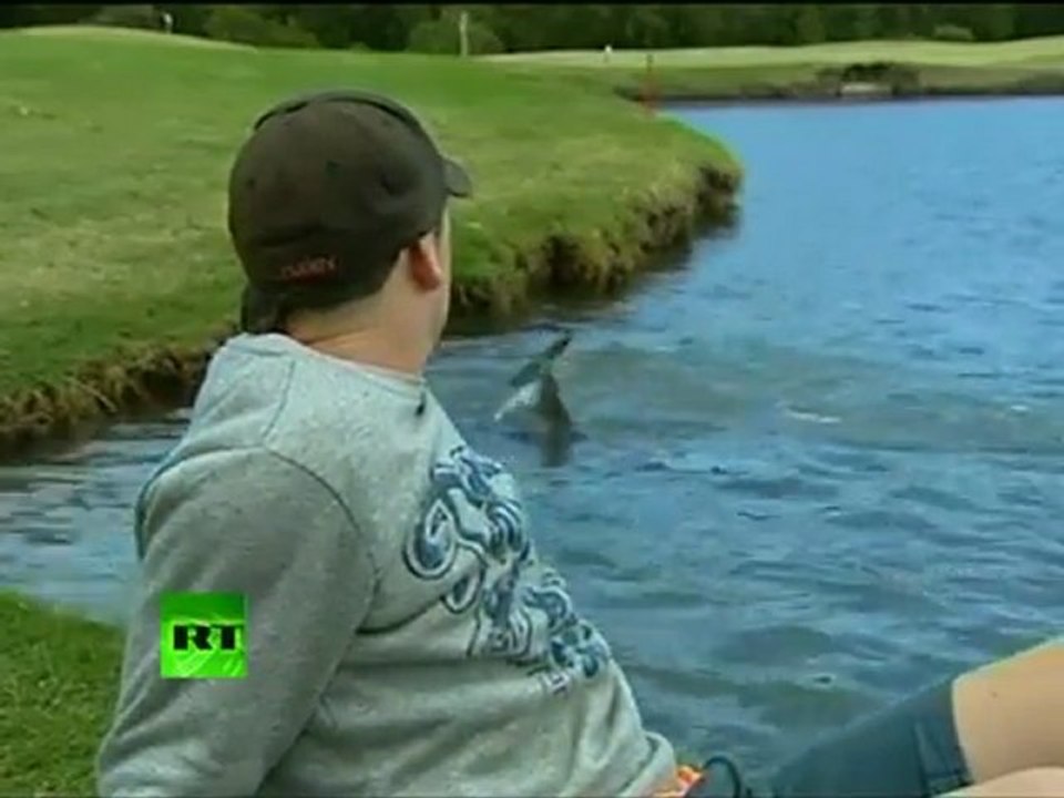 Killer sharks at a golf course
