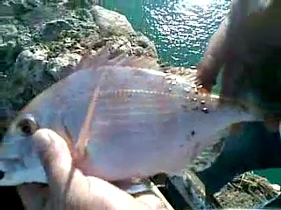 Falezler Antenli Mercan...