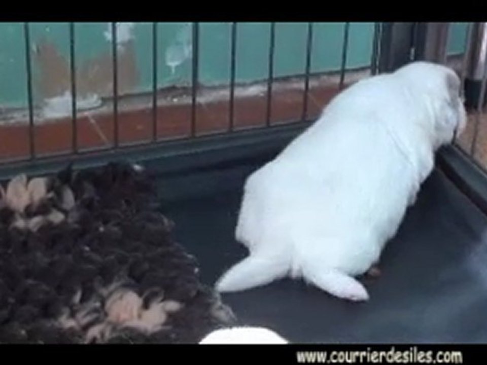 chiots septembre 2011