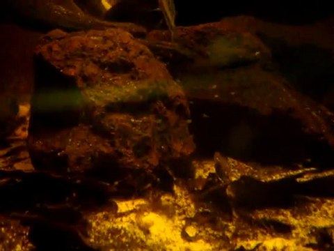 Nage libre apistogramma cacatuoides pérou sauvage