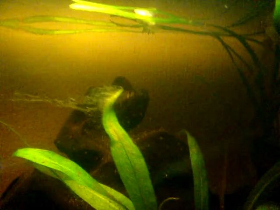 repro apistogramma cacatuoides pérou sauvage