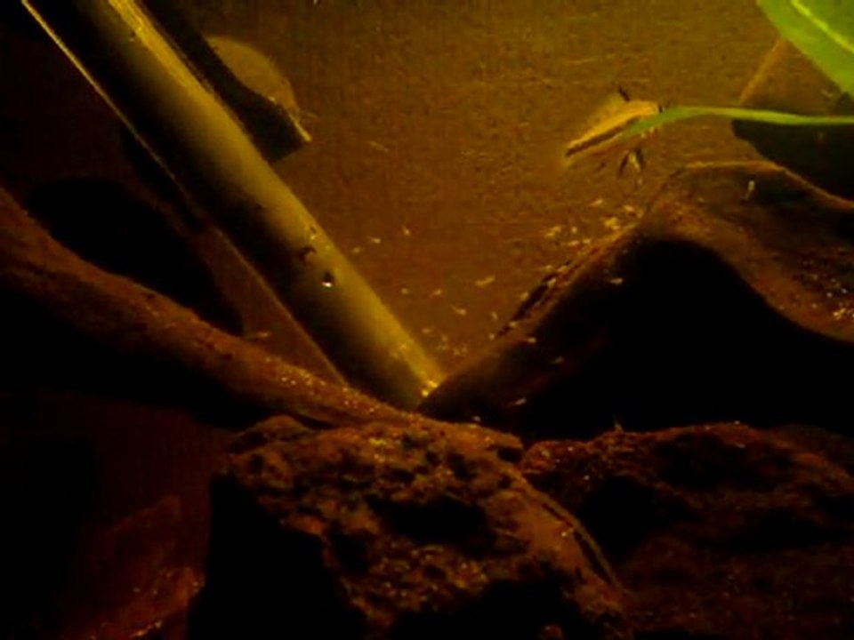 Nage libre apistogramma cacatuoides pérou sauvage 2