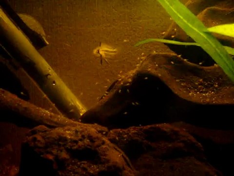 Nage libre apistogramma cacatuoides pérou sauvage 3