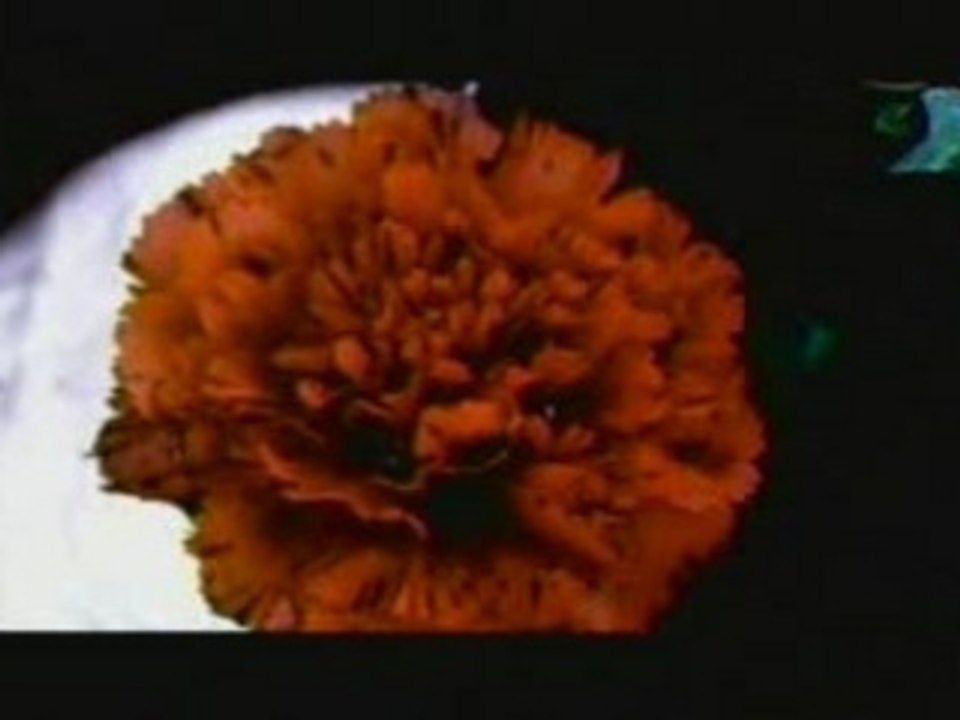 Kittie - What I Always Wanted