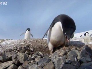 Les manchots voleurs dans Frozen Planet - BBC One