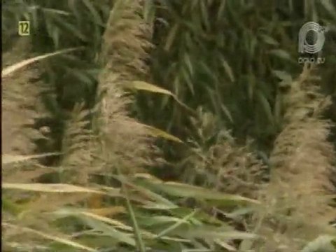 Bayer Full - Moja muzyka