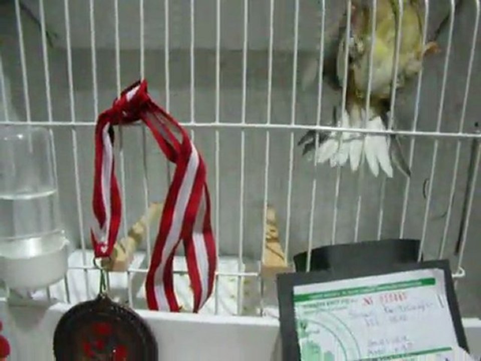 4-MELANIN AHRAÇ KABAKLAR