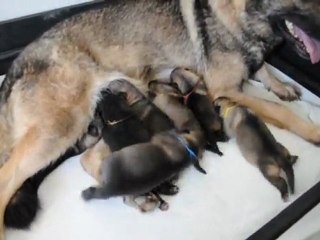 chiot caira 2   9 jours 007