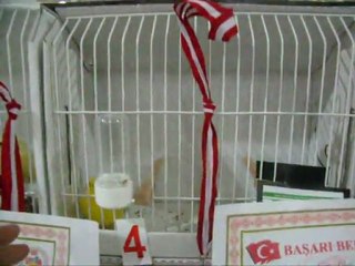 6-LIPOCHROME AHRAÇ KABAKLAR