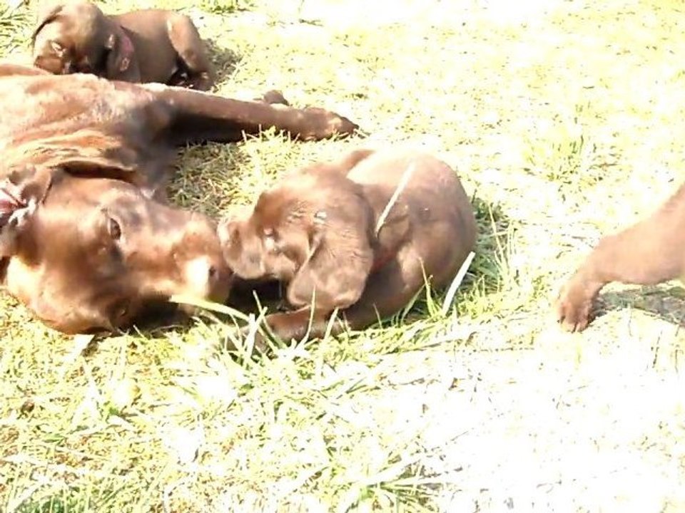 grignotte veur jouer avec sa maman