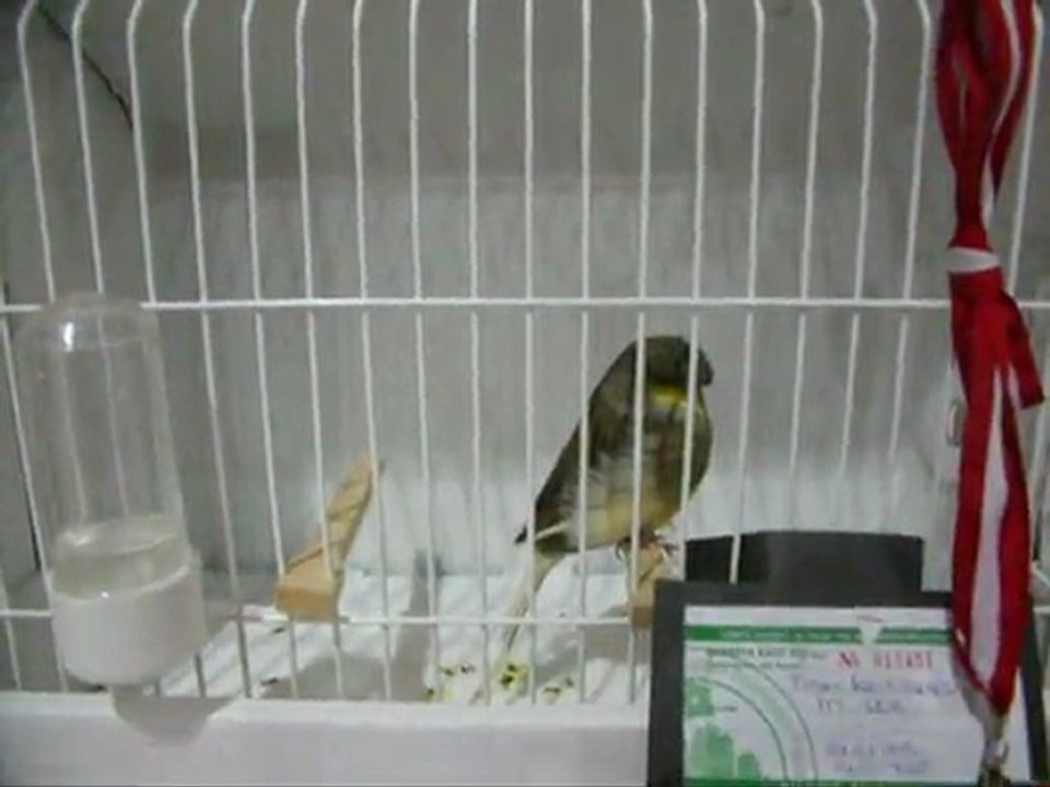 MELANİN AHRAÇ TEPELİ-1 KÜTAHYA | 2011