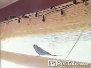 Budgie Learns to Log Ride