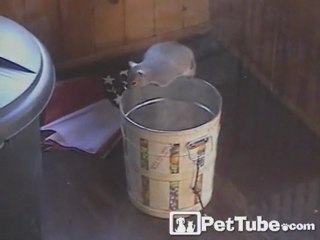 Sneaky Squirrel Steals a Snack