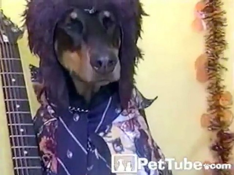 Halloween Dress Up Dog