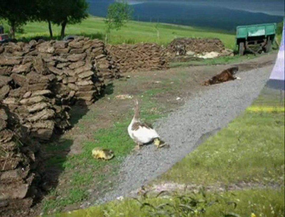 dengbej derweş serhedi ve ardahan hoçvan @ MEHMET ALİ ARSLAN Tv