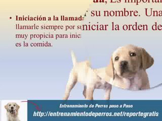 Como Adiestrar perros con Ténicas Efectivas