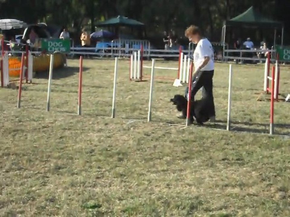 concours de Levignac jumping