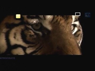 Passions fatales, Un tigre chez le voisin - 3 de 3