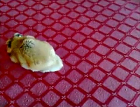 Zoo-adv שיווק באינטרנט קצת אחרת